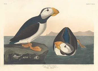 Grote Snip, 1836